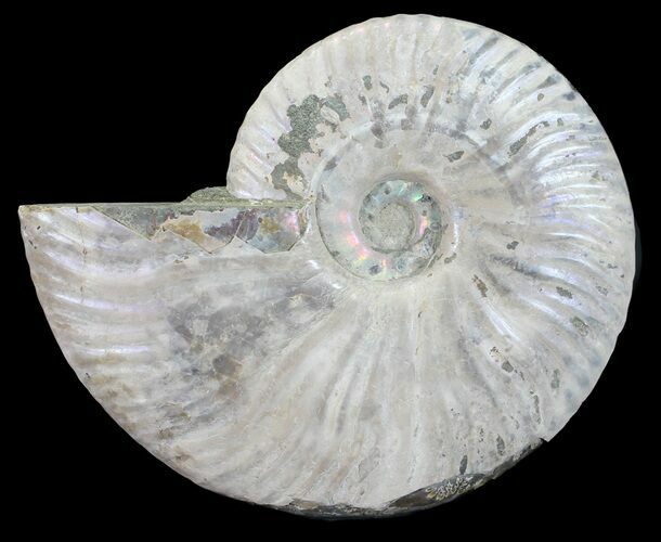 Silver Iridescent Ammonite - Madagascar #54885
